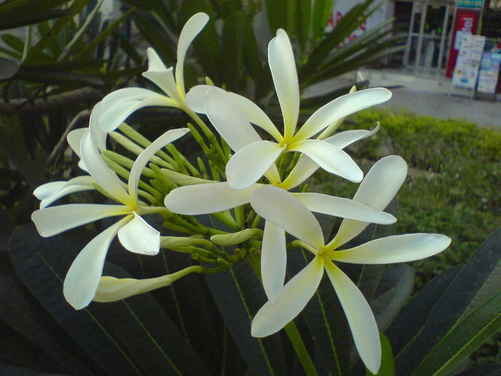 White frangipani (temple tree) flowers