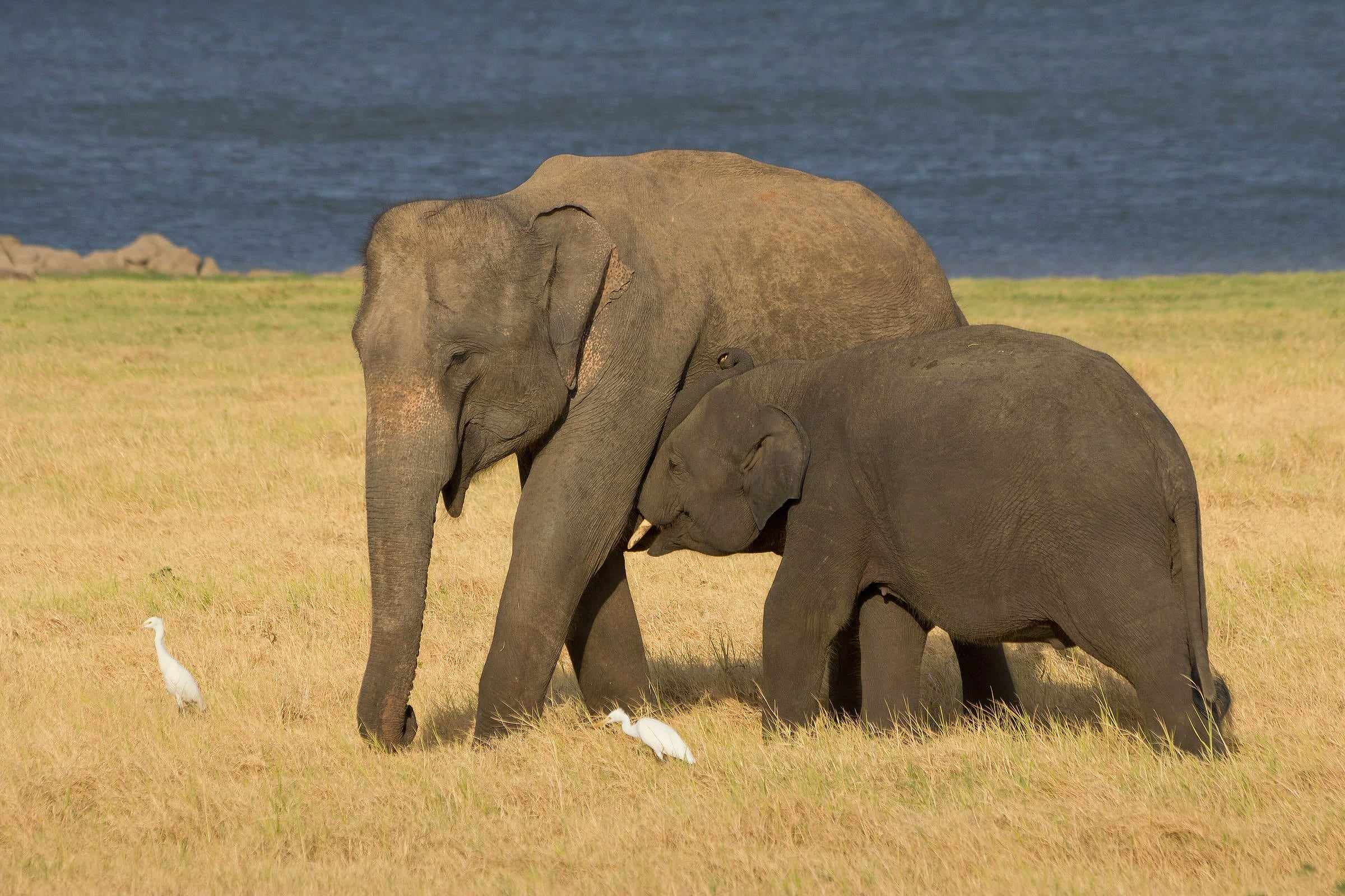 A wild elephant and her suckling calf on the grasslands of Minneriya National Park