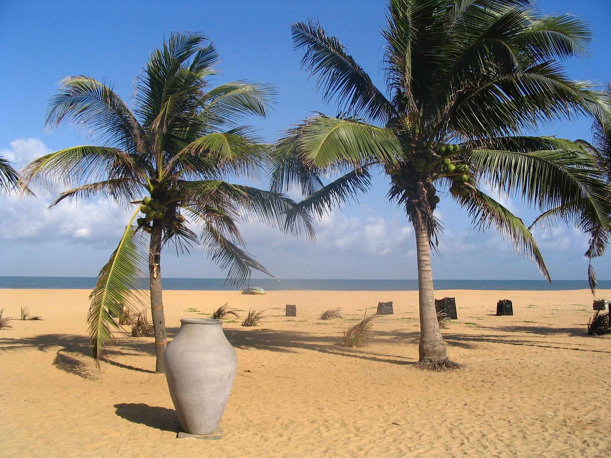 Palm trees on the beach at Negombo