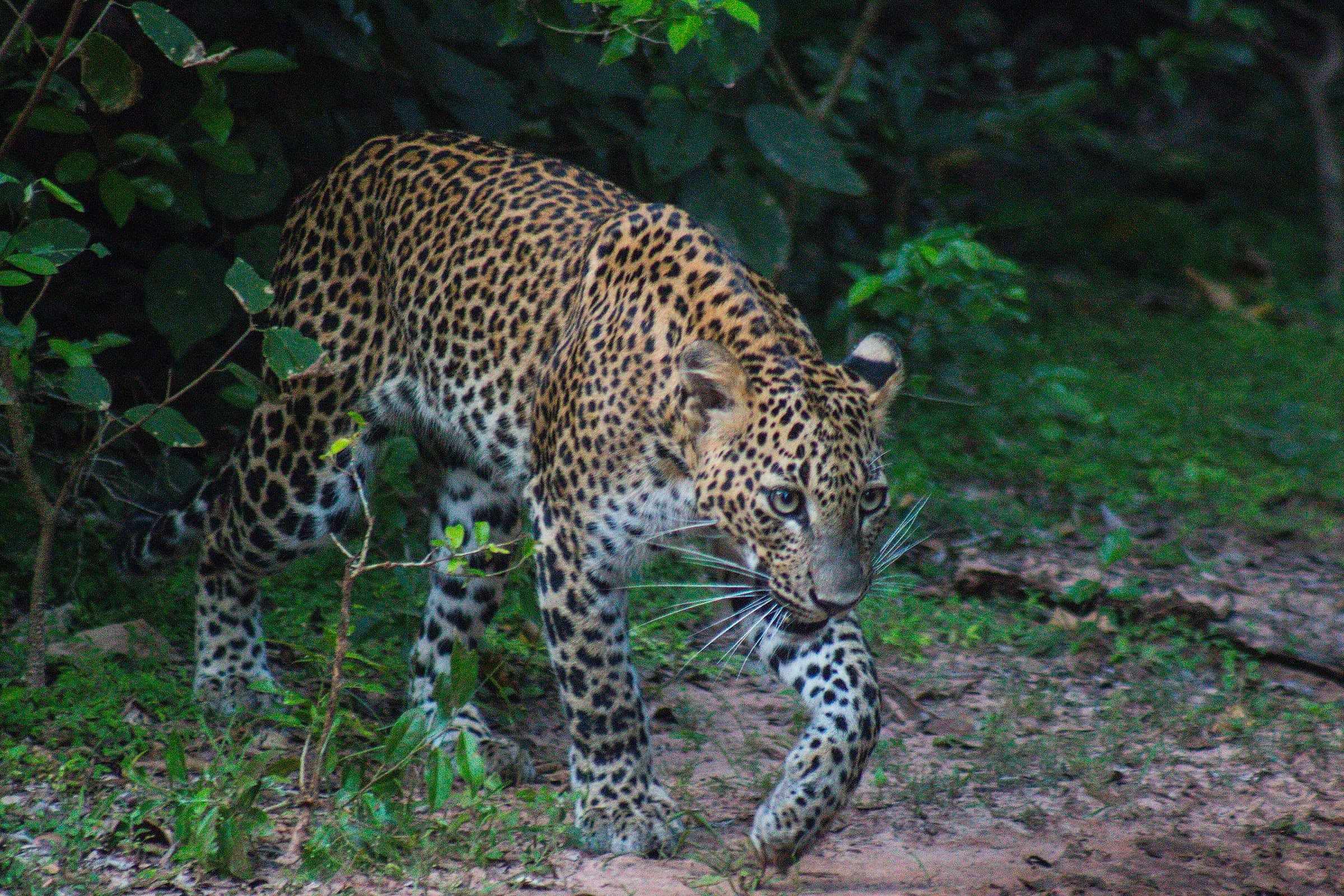 A leopard walking through the undergrowth in Yala National Park